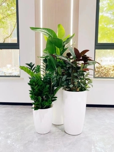 镇海花木租摆方案